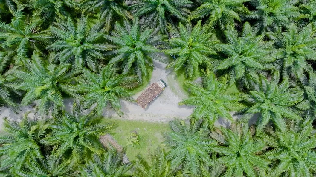 Pendampingan, kerja sama, dan komitmen menjadi fondasi tumbuhnya ribuan petani Rokan Hulu bersama PTPN IV Regional III.