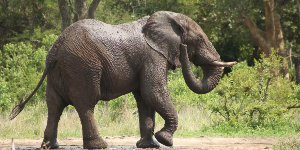 Bali Zoo resmi menghentikan aktivitas gajah tunggang sejak 1 Januari 2026 sebagai upaya meningkatkan kesejahteraan satwa dan wisata konservasi yang lebih etis. (Freepik/wirestock)