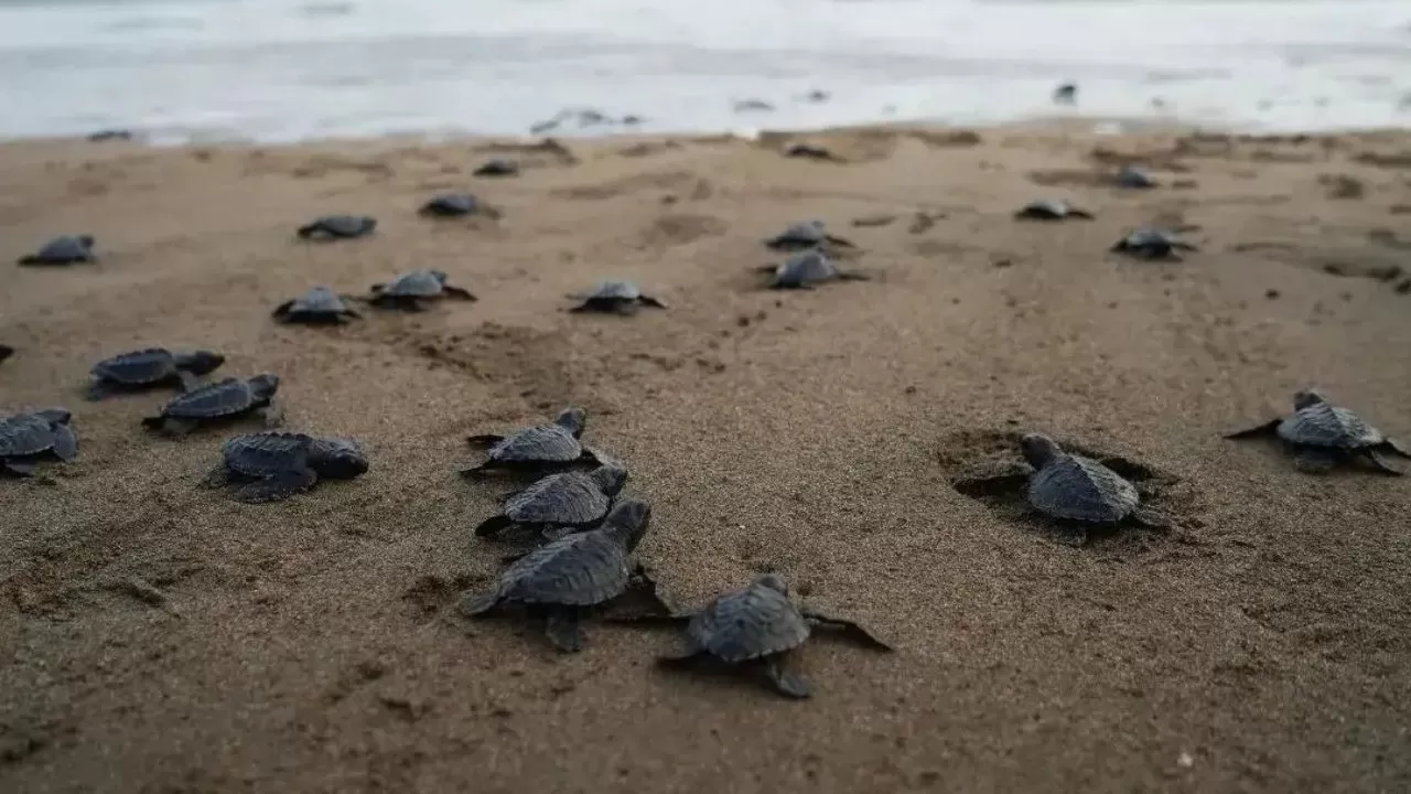 Pelepasan tukik alias anak penyu di Pantai Taman Kili-Kili, Trenggalek. (KBRT/Kominfo Trenggalek)