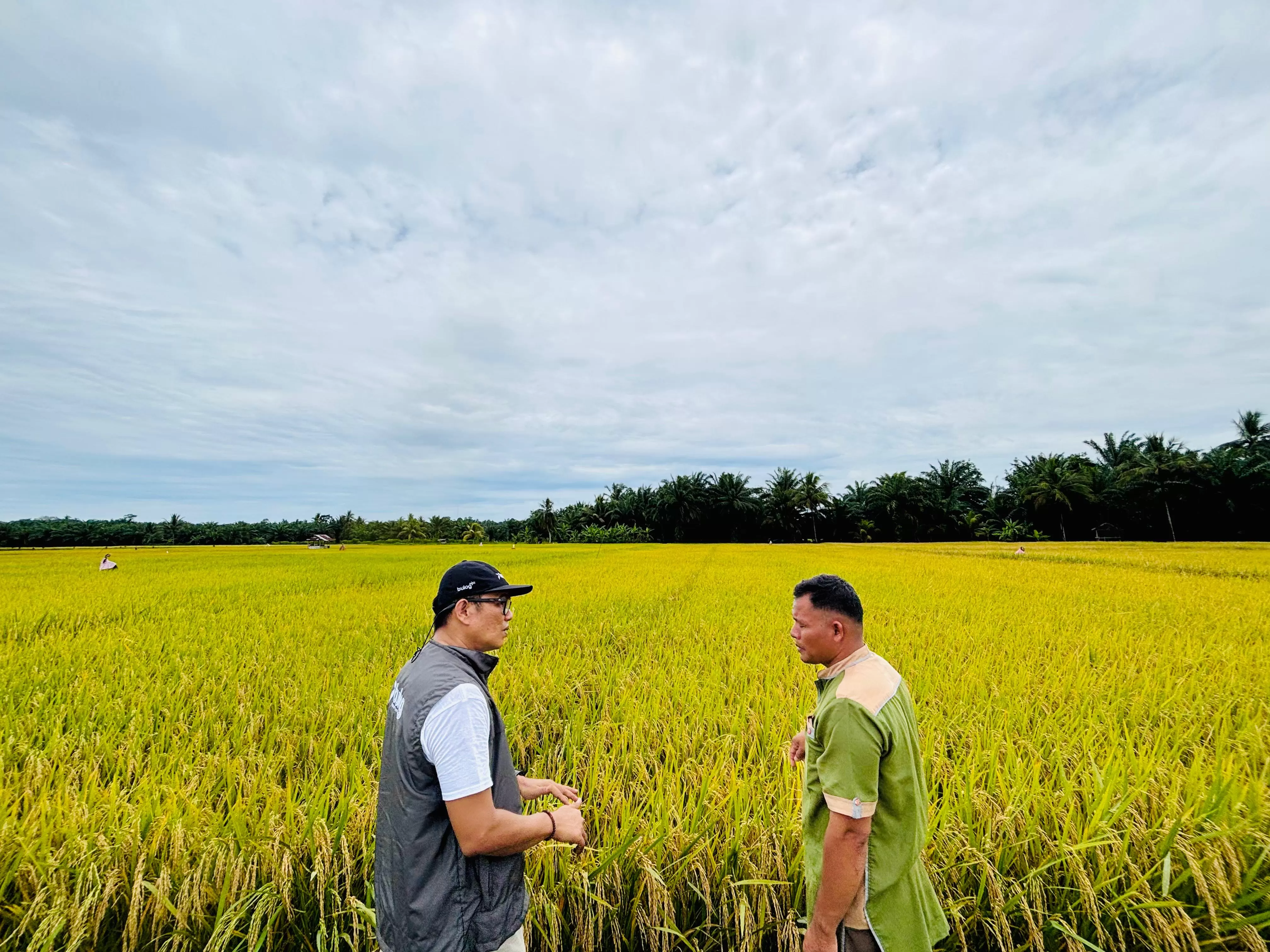 BULOG mulai menyerap gabah dan beras petani di seluruh Indonesia sejak awal 2026 guna melindungi petani dan memperkuat stok beras nasional. (Dok. BULOG)