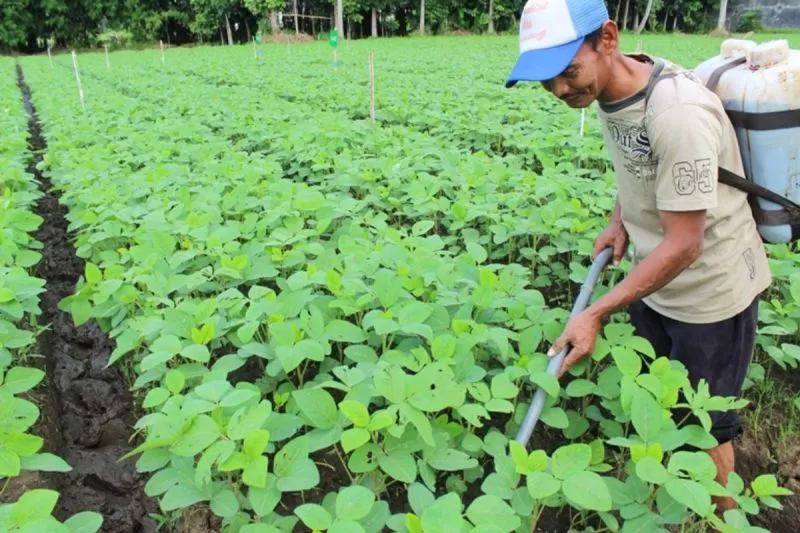 PTPN I melalui anak usahanya, PT Energi Agro Nusantara (Enero), menghadirkan inovasi pupuk hayati cair (biofertilizer) berbasis ekonomi sirkular. (DOK. PTPN I)