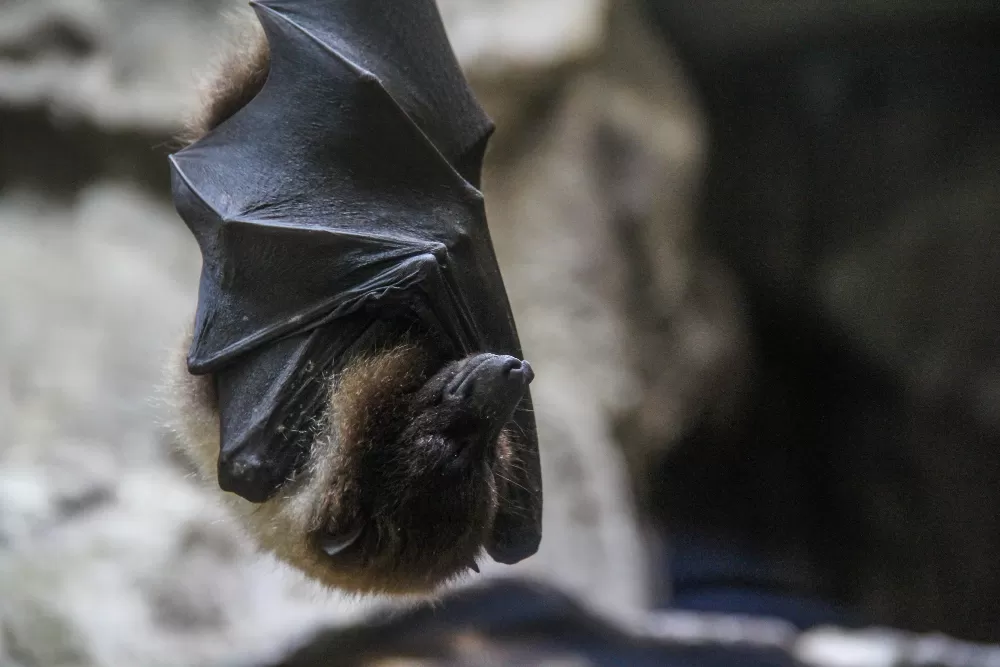 Wabah virus Nipah muncul di India dengan 5 kasus terkonfirmasi. Kenali gejala, cara penularan, penanganan, dan langkah pencegahannya di sini. (Freepik/wirestock)
