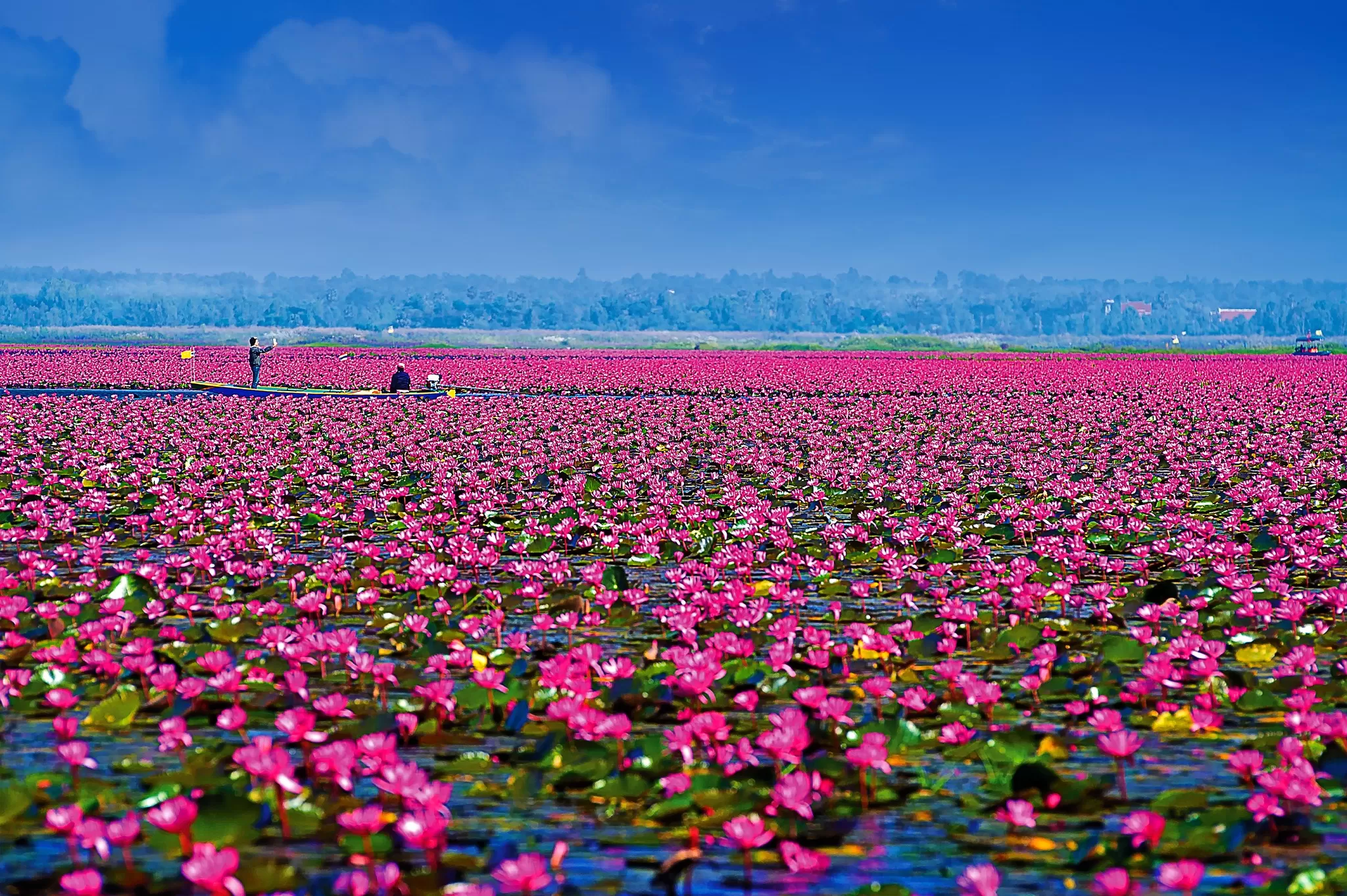 Red Lotus Sea atau laut teratai merah lokasinya di Desa Ban Diem, Nong Han Kumphawapi di Udon Thani, Thailand Utara. (Facebook/Hug Thailand)