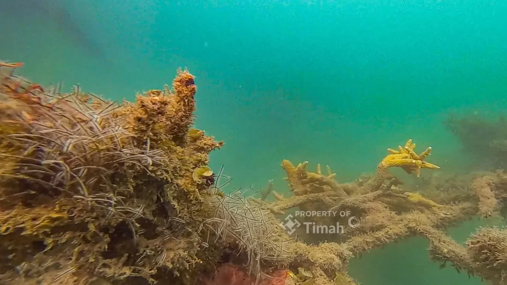 PT TIMAH Tbk memasang 45 coral garden sepanjang 2025 di Bangka untuk pulihkan ekosistem laut, tingkatkan kesejahteraan nelayan, dan dorong wisata pesisir. (Dok. PT Timah)