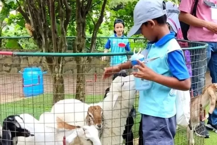 Seorang anak berinteraksi dengan hewan ternak peliharaan D'Kandang Amazing Farm. (Instagram/D'Kandang via ayobogor.com)