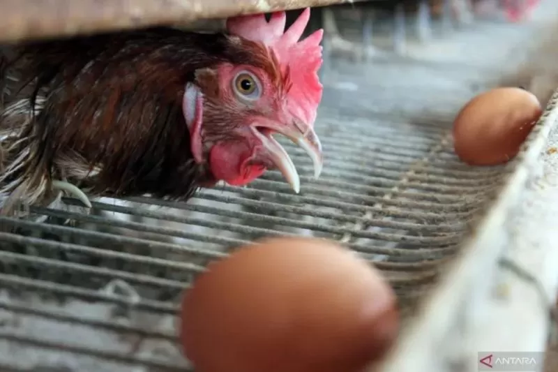 PTPN I akan memulai pembangunan (groundbreaking) industri ayam terintegrasi di enam provinsi bagian dari Mandiri Protein di Setiap Provinsi. (DOK. PTPN I)