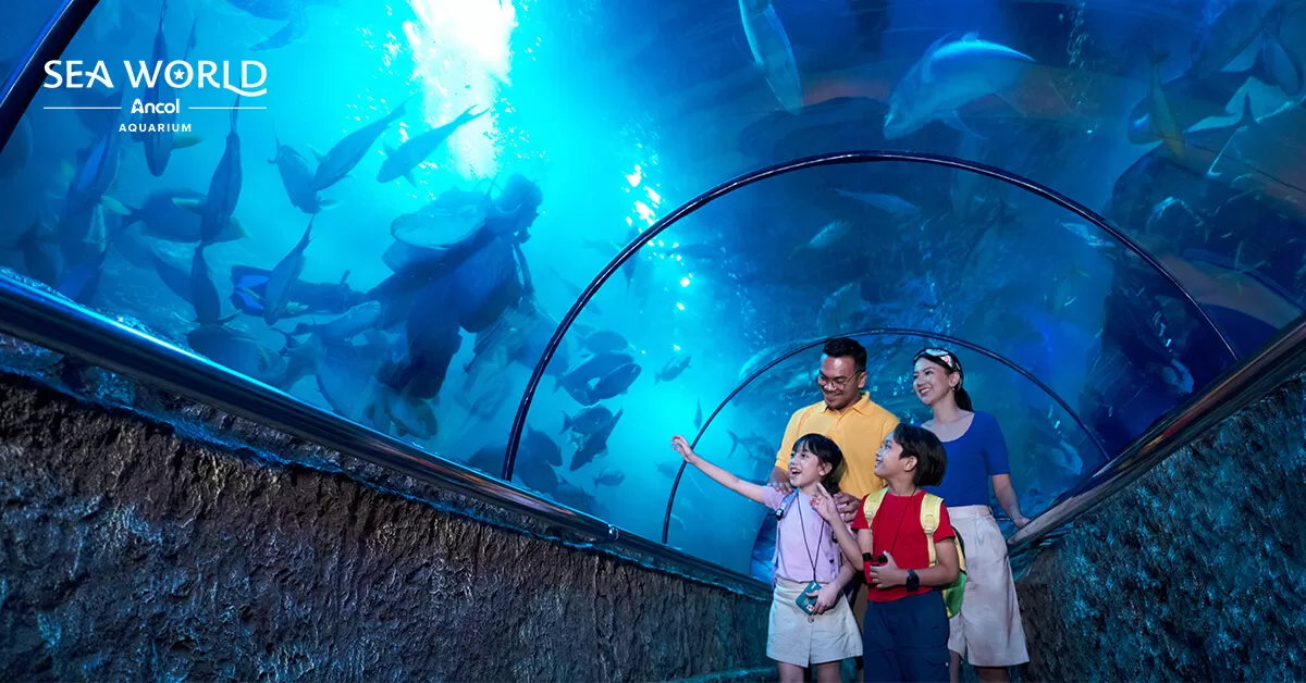Di SeaWorld Ancol ada sekitar 7.300 biota air tawar, 11.500 biota perairan laut. Semuanya terbagi dalam 28 display yang seluruhnya berada di dalam ruang atau indoor. (ancol.com)