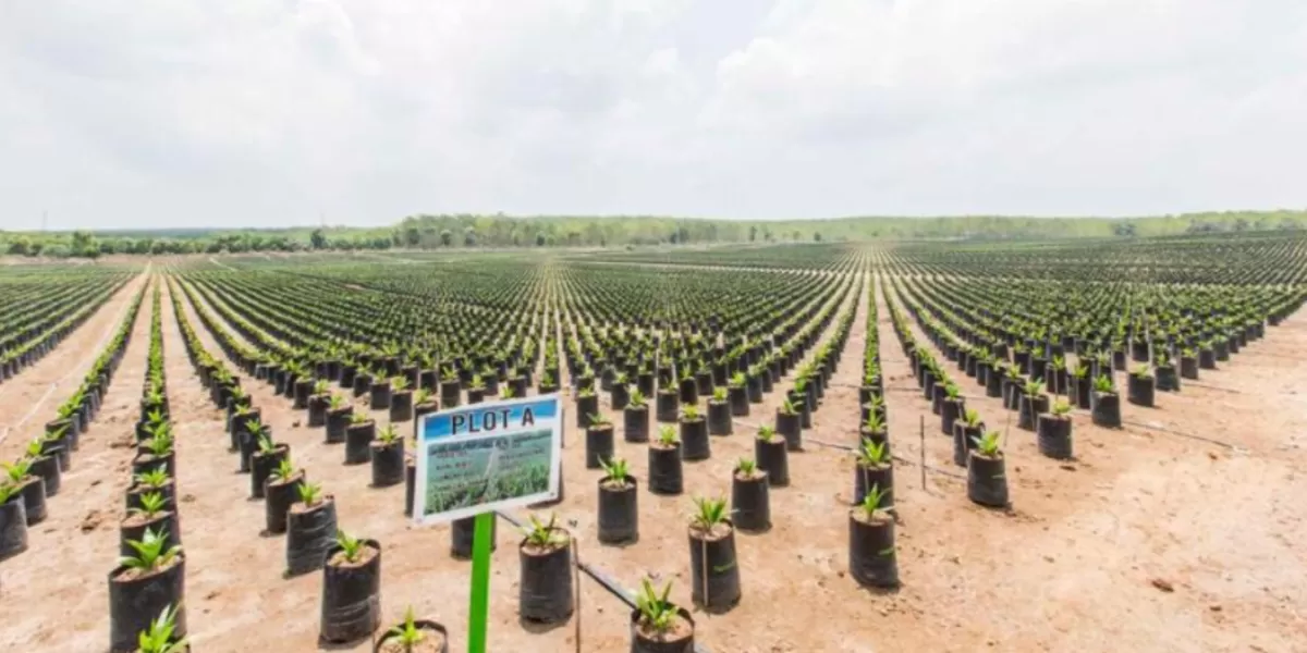 PTPN IV PalmCo salurkan 6 juta bibit sawit unggul bersertifikat untuk 41.000 hektare lahan rakyat, perkuat koperasi dan dorong sertifikasi RSPO. (Dok. PTPN)
