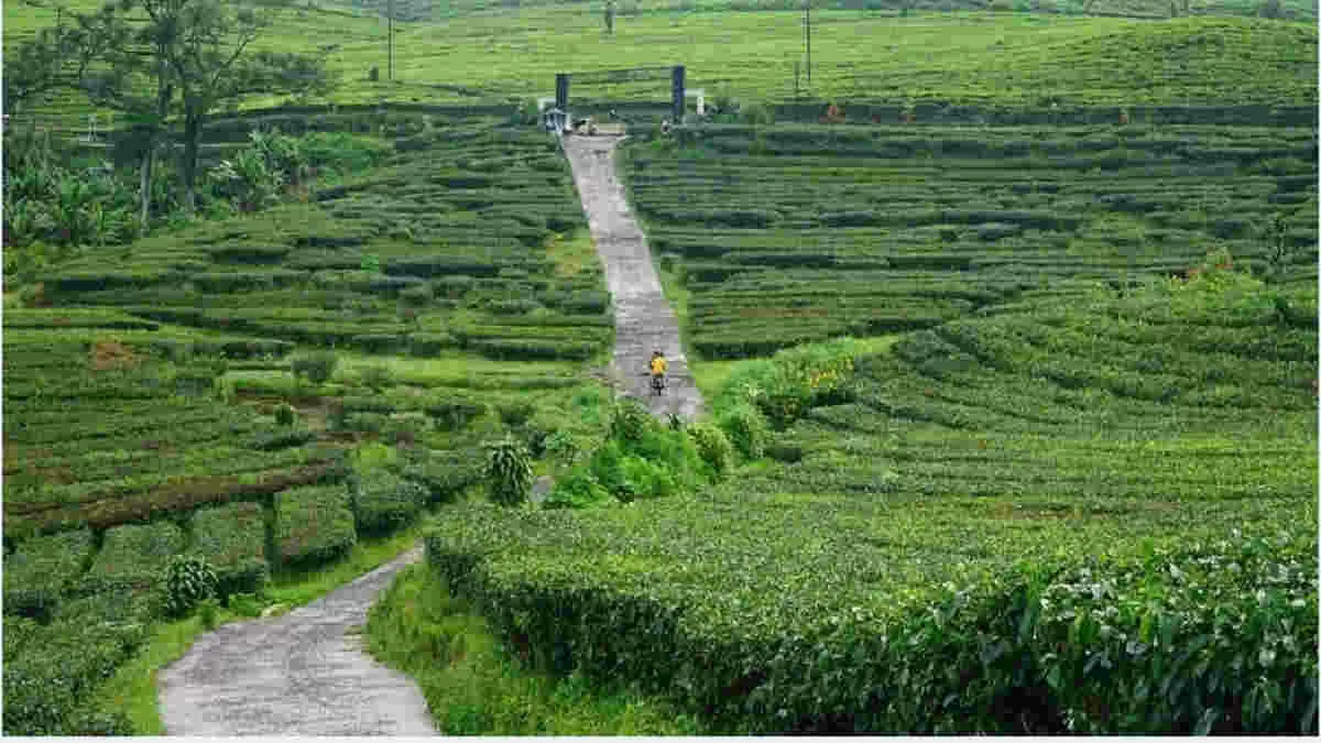 Pemandangan selama hiking di Sukawarna, Bandung Barat, berupa hamparan kebun teh.  (tourbandung.co.id)