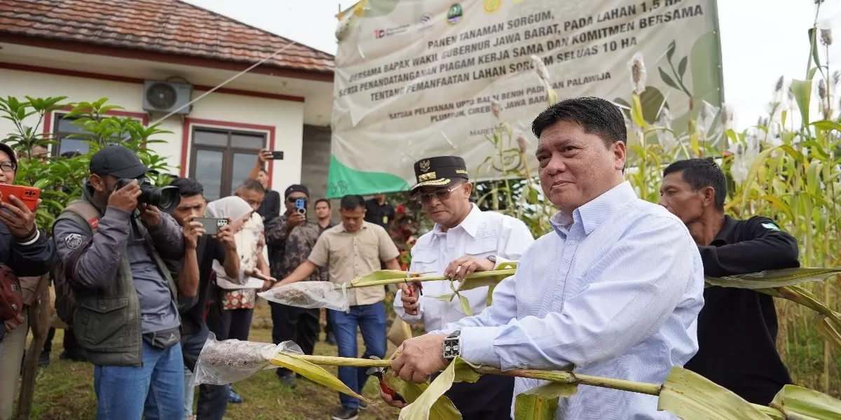 Panen perdana sorgum di Cirebon menjadi bagian dari upaya kolaborasi PT Dirgantara Indonesia, pemerintah daerah, dan masyarakat untuk mengembangkan pangan alternatif yang bernilai ekonomi.