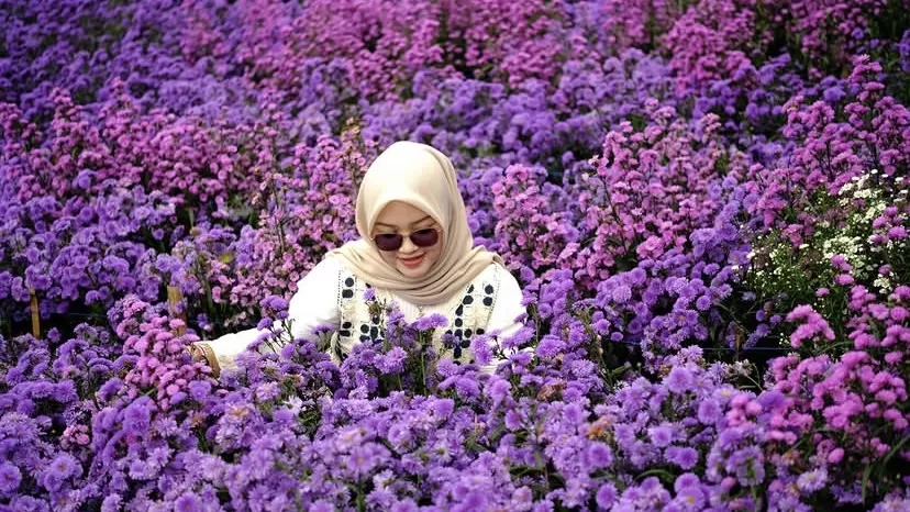 Kebun bunga di Bukit Strawberry Lembang ini lagi viral karena bunganya lagi mekar maksimal.