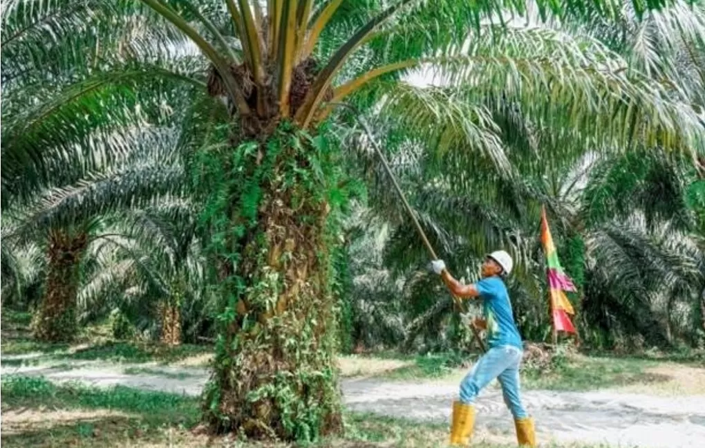 PTPN IV PalmCo melampaui kewajiban plasma 20 persen di Rokan Hulu hingga 77 persen, sekaligus memperkuat kemitraan inklusif dan program sosial berkelanjutan. (Dok. PTPN)