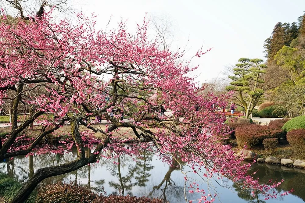 Sebelum plum berbuah, pohon akan mengeluarkan kelopak bunga antara bulan Februari sampai April.   (jrailpass.com)