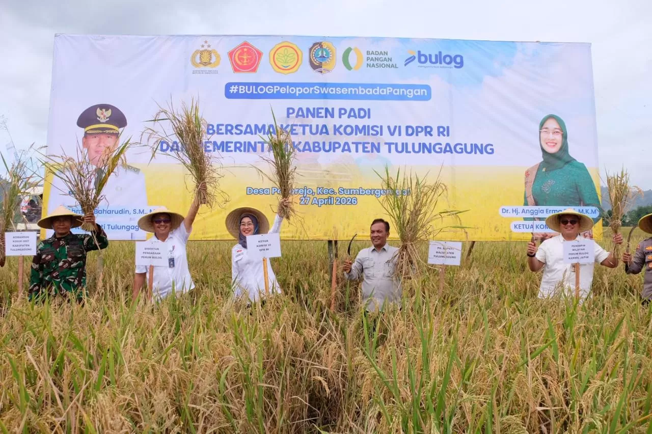 BULOG serap hasil panen di Tulungagung, perkuat stok beras dan sinergi untuk menjaga ketahanan pangan nasional. (Dok. BULOG)