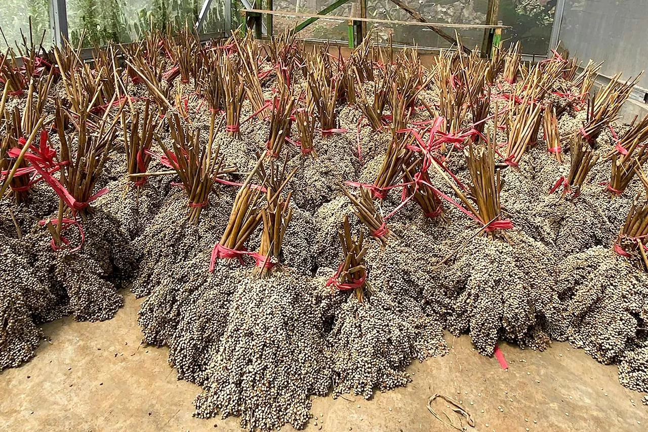Pengembangan bioenergi berbasis sorgum antara PLN EPI dan PT Sorbu Agro Energi menjadi langkah nyata mendukung transisi energi. (DOK. PLN EPI)