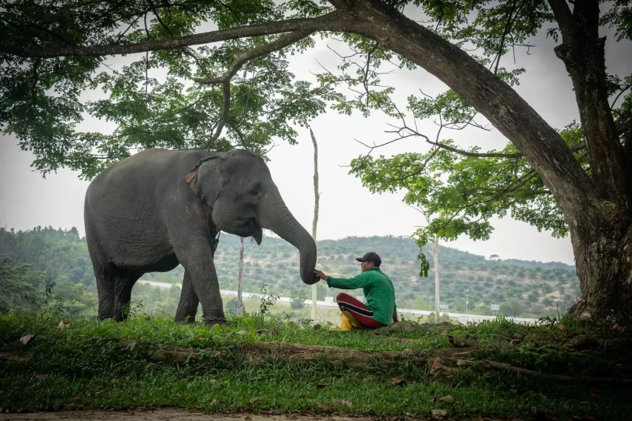 Warga Balai Raja di Bengkalis mulai hidup berdampingan dengan Gajah Sumatera lewat agroforestri ramah satwa dan pelestarian koridor habitat. (Dok. PHR)