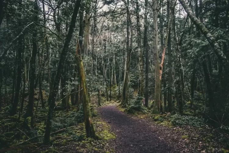 Hutan Aokigahara, salah satu tempat paling angker di Jepang yang sangat populer. (Unsplash/Jake Weirick via japantravel.com)