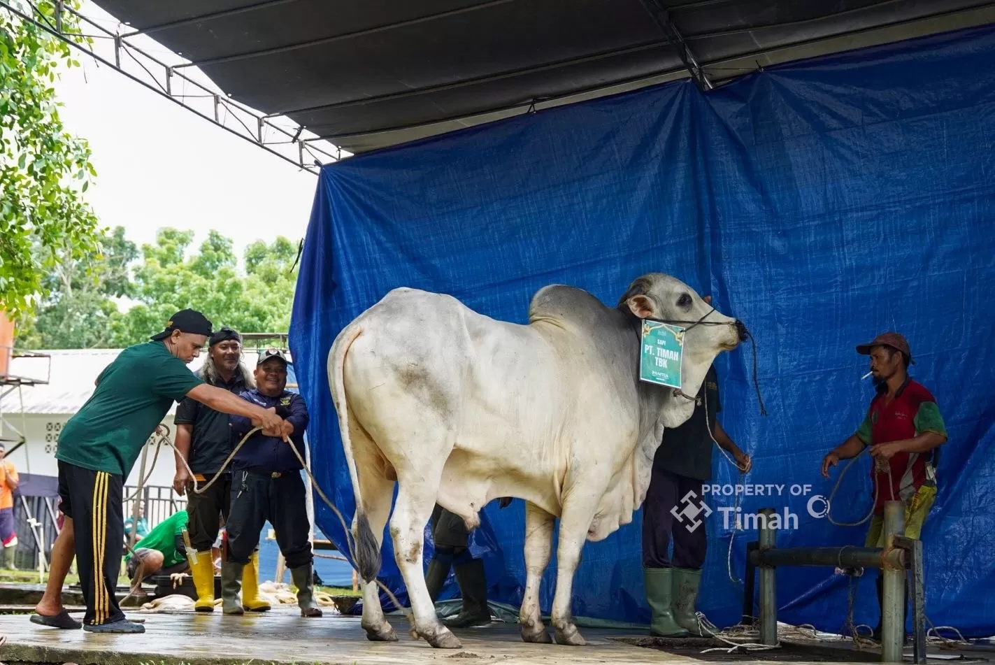 PT TIMAH membagikan 1.236 paket daging kurban dari 17 hewan kurban saat Iduladha 2026 untuk warga di sekitar kompleks Bukit Baru Pangkalpinang. (Dok. PT Timah)