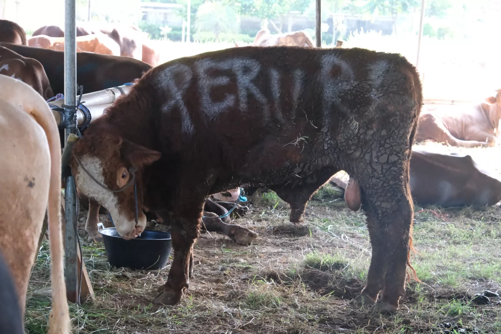 PERURI menyalurkan hewan kurban ke Karawang, Jakarta, Bogor, dan Purwakarta pada Iduladha 1447 H. (Dok. Peruri)