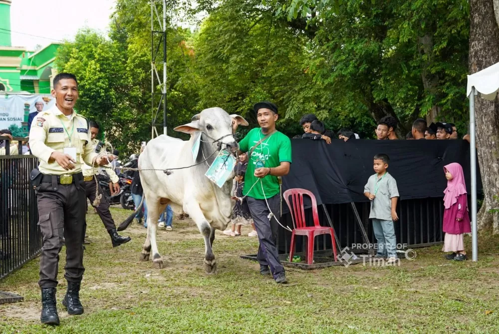 Momentum Idul Adha dimanfaatkan PT TIMAH untuk memperluas manfaat bagi masyarakat. Bantuan hewan kurban tahun ini bahkan meningkat di sejumlah daerah.