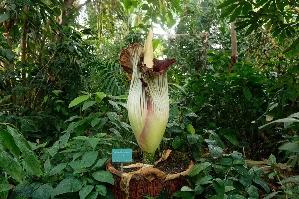 Saat mekar, bunga bangkai bisa tumbuh sampai setinggi 1 meter, dan mengeluarkan aroma bangkai busuk. (commons.wikimedia.org/Marie-Lan Tay Pamart via sulsel.idntimes.com)