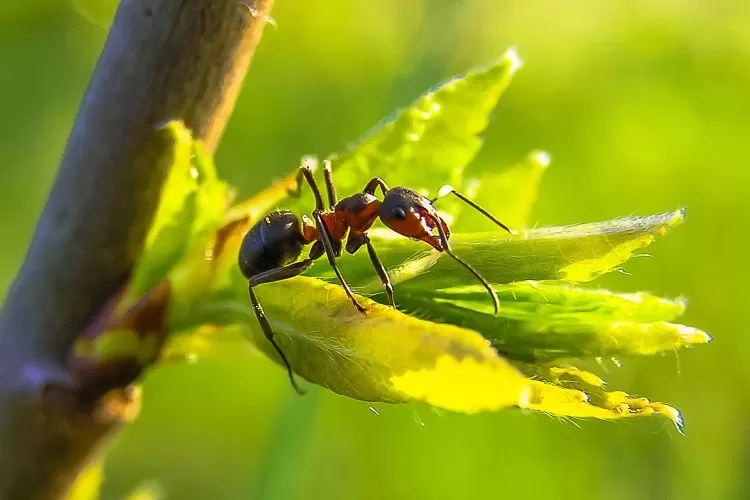 Semut makhluk kecil yang menakjubkan dengan perilaku sosial kompleks dan beragam  (diego_torres-pixabay)