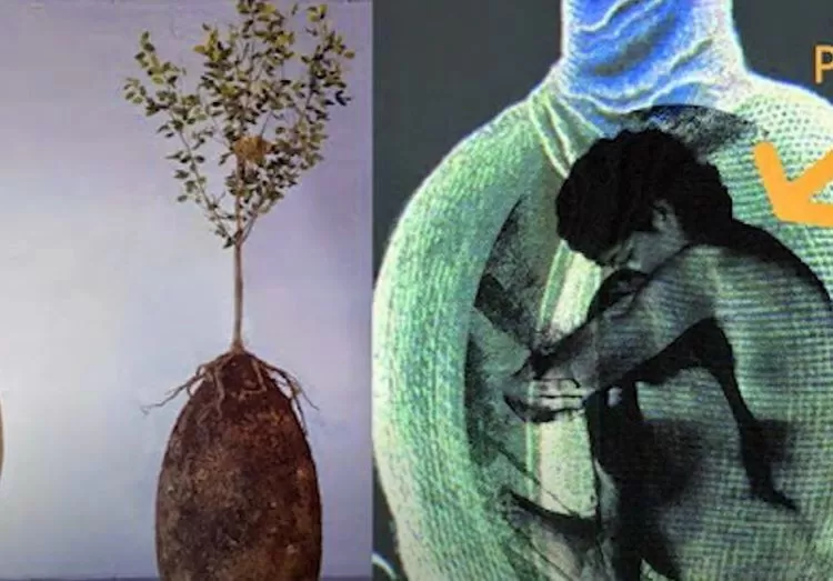 Kapsul biodegradable dirancang menggantikan peti mati tradisional untuk pemakaman dengan mengubah jasad manusia menjadi pohon  (Tangkapan Layar Youtube SH Tube)