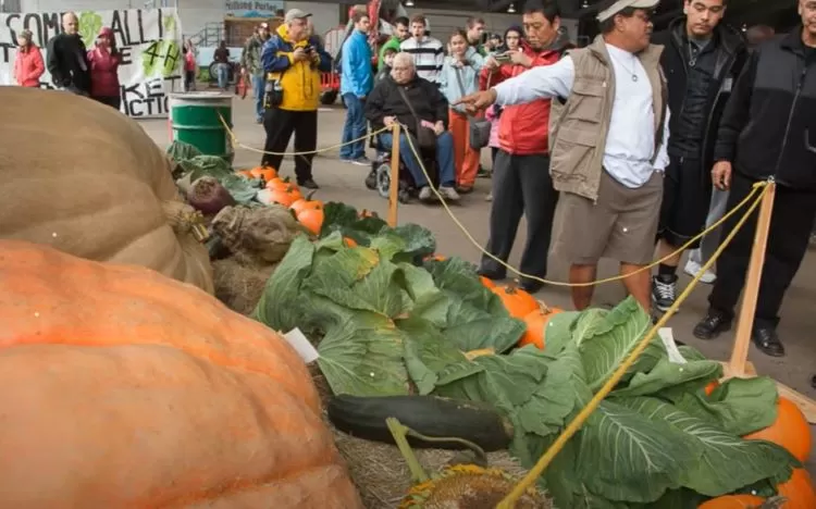 Tradisi tahunan Lomba Sayuran Raksasa di Alaska menjadi ajang Petani lokal bersaing menghasilkan sayuran terbesar dan terberat  (Tangkapan Layar Youtube VAINGLORY DAYS)