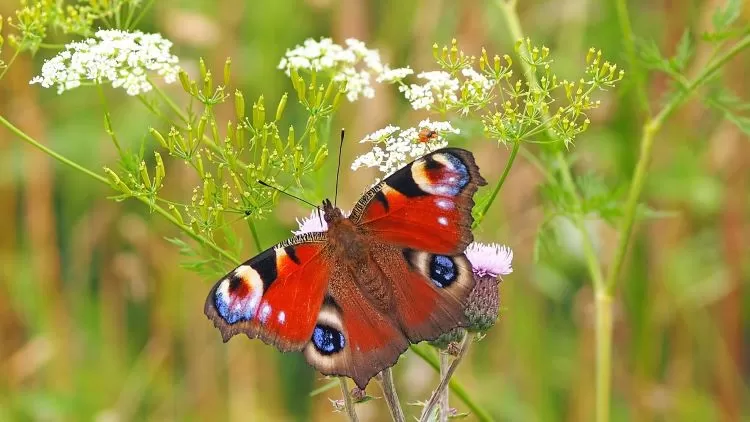 Kupu-kupu makhluk mempesona dan elegan yang sering dianggap sebagai simbol keindahan  (kie-ker-pixabay)