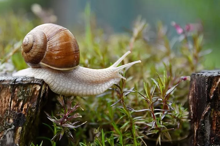 Siput makhluk menarik dengan kemampuan unik bergerak lambat dan cangkang pelindung  (azeret33-pixabay)