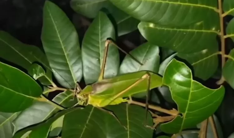Walang kerik raksasa serangga yang terkenal karena nyanyian khasnya begitu nyaring  (Tangkapan layar youtube WANTO ANTO91)
