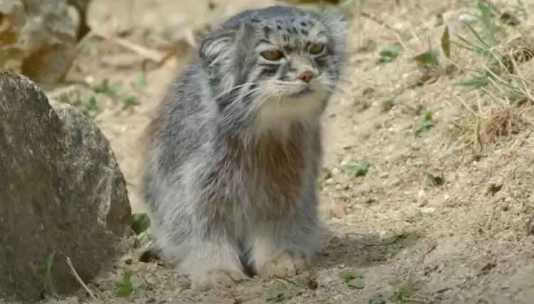 Kucing Pallas spesies kucing liar daerah beriklim dingin di Asia Tengah terkenal berekspresi wajah menggemaskan  (tangkapan layar youtube Kucing Meong)