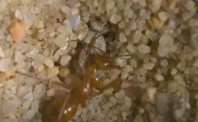 Undur-undur miliki seni menyamar yang ulung yakni mampu menyergap mangsa dari dalam pasir kemudian menariknya  (tangkapan layar youtube FLORA DAN FAUNA INDONESIA)