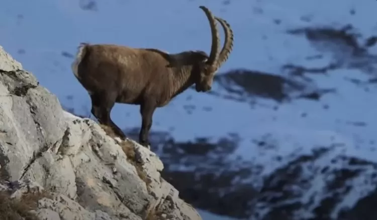 Ibex Alpen kambing liar di lingkungan keras yang berani menantang gravitasi di pegunungan tinggi Alpen di Eropa  (tangkapan layar YouTube Wild Daily)
