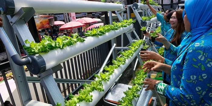 BRInita Berdayakan Masyarakat Lokal Dengan Hidroponik .