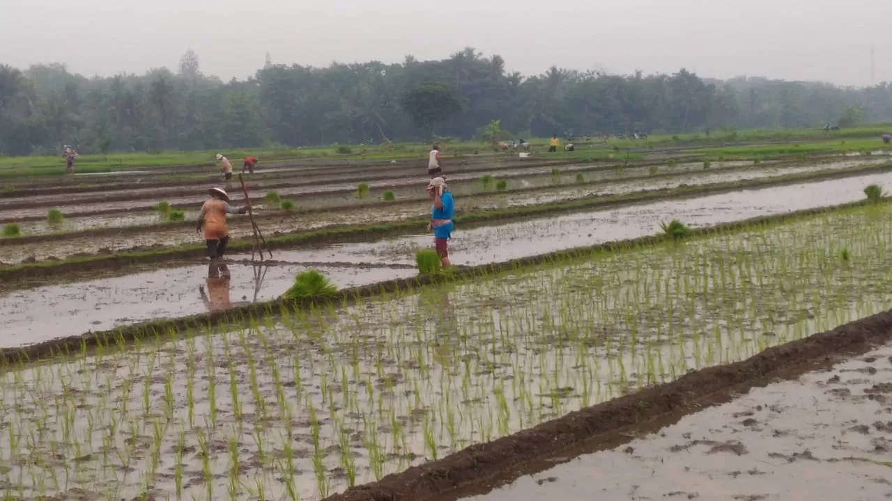 Para petani sedang menanam padi (Foto: Sayyid)