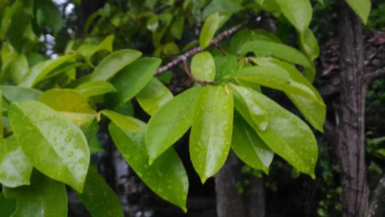 daun sirsak (sayid jumianto)