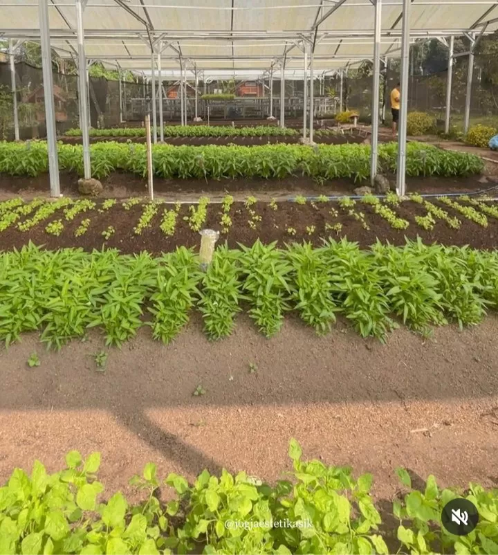 Smart Farming juga diterapkan di Nara Kupu Jogja (Instagram @nara_kupu_jogja)