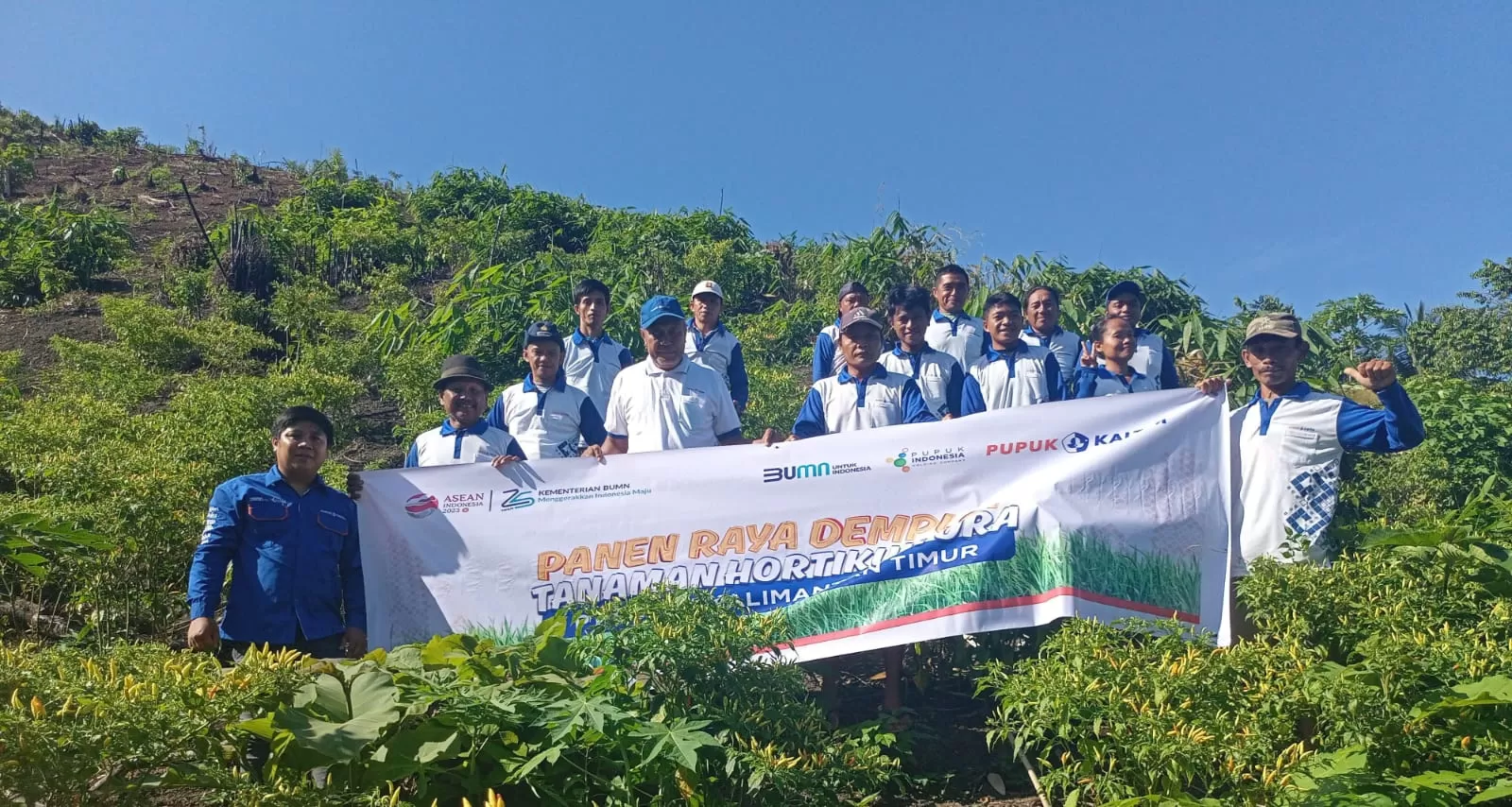  Panen raya Cabai Bolmut hasil binaan PT Pupuk Kaltim. (Istimewa)