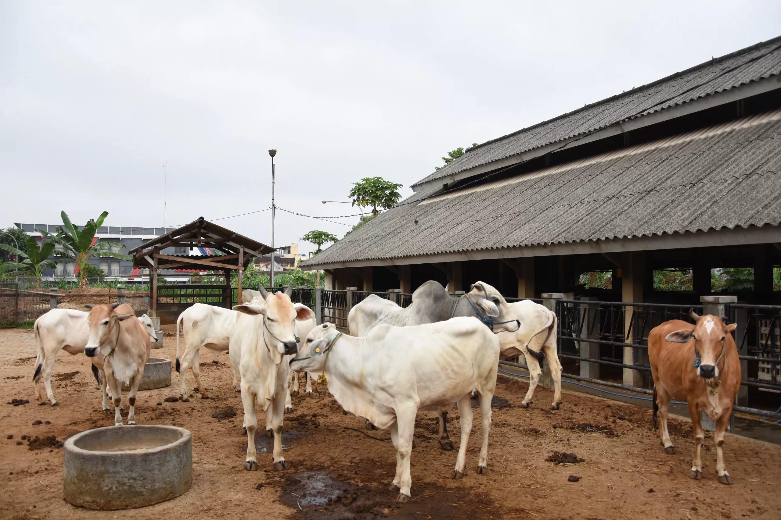 Perhatikan kondisi sapi sebelum membeli hewan kurban ( Foto: (Margiyono/Fapet UGM))
