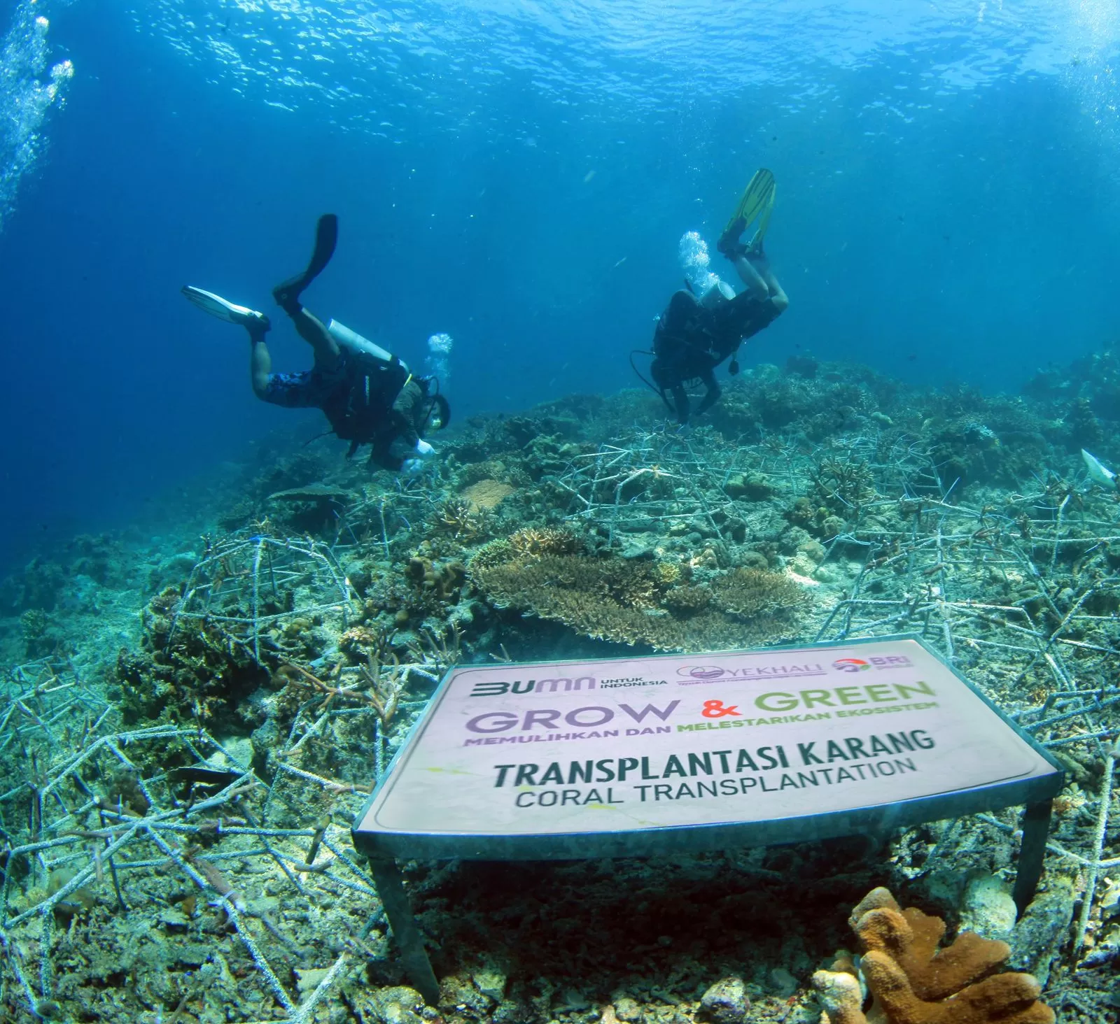 BRI Pulihkan Ekosistem dan Lawan Perubahan Iklim Melalui Program BRI Menanam - Grow & Green   (istimewa)