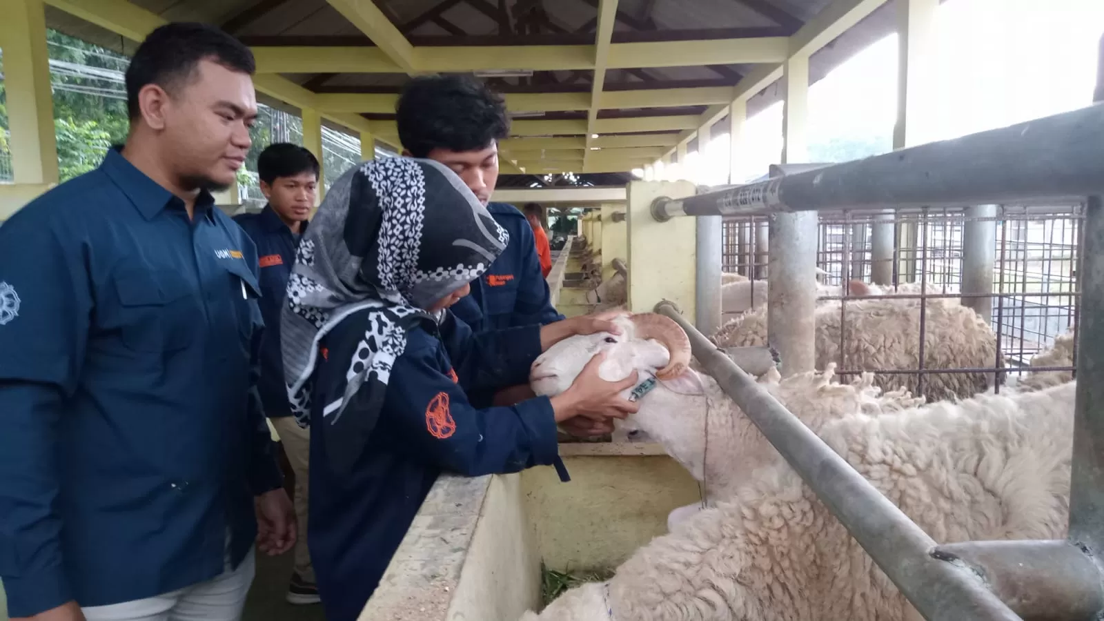   Ikut Awasi dan Periksa Hewan Kurban, Fakultas Peternakan UGM Terjunkan 28 Mahasiswa  (Fapet UGM)