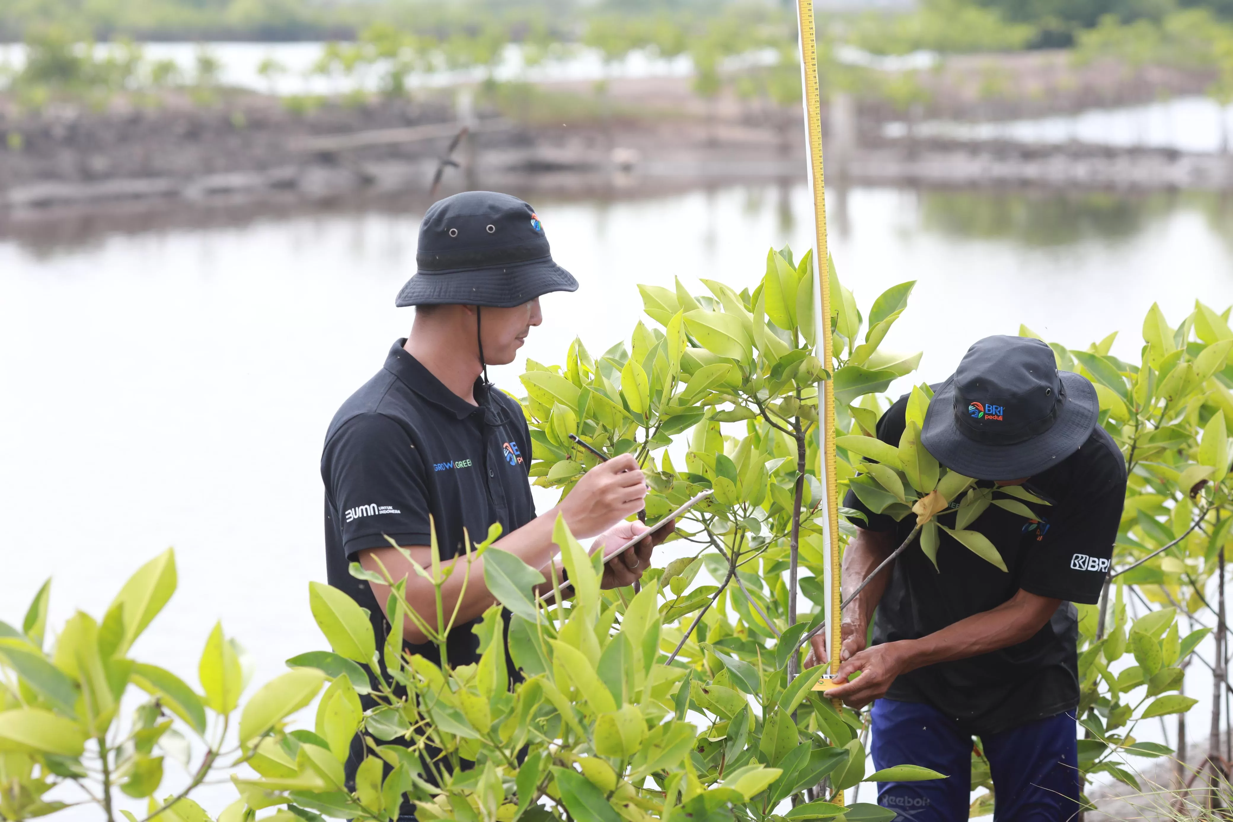 BRI secara konsisten terus mendukung pelestarian alam dalam menjaga pesisir pantai dari abrasi serta mengembalikan habitat hutan mangrove (Ist)