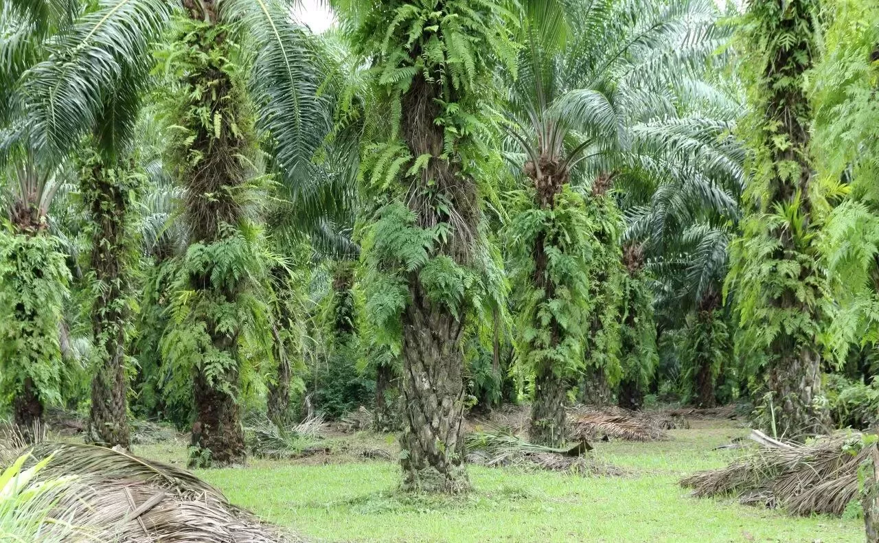 Ilustrasi kelapa sawit (freepick)