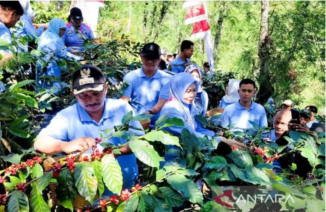 Bupati Situbondo Karna Suswandi panen kopi di kebun rakyat Desa Kayumas, Situbondo, jawa Timur.   (ANTARA/Novi Husdinariyanto/aa.)