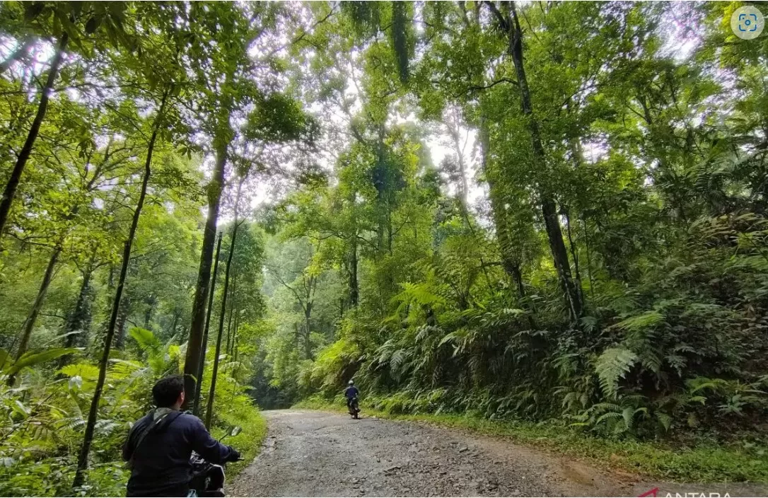  Pohon-pohon rindang di hutan adalah produsen oksigen yang sekaligus berfungsi sebagai penyerap karbon yang besar. ( ANTARA/Sizuka)