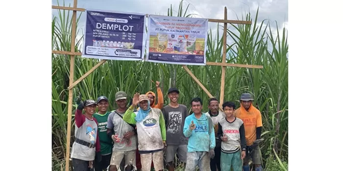  Petani Tebu di Gorontalo dengan demplot Pupuk Kaltim. 
