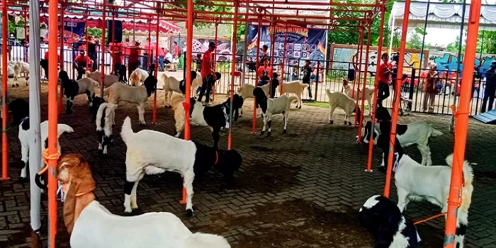  Kontes ternak Kambing PE di Pasar Seni Gabusan Sewon Bantul. (Foto: Judiman)  