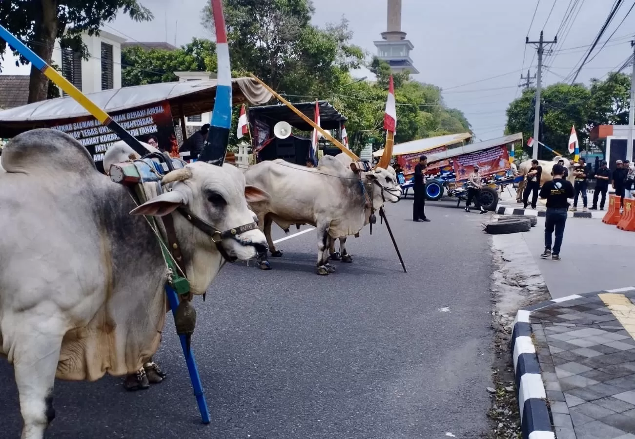 Belasan gerobak sapi penuhi jalanan di Sleman