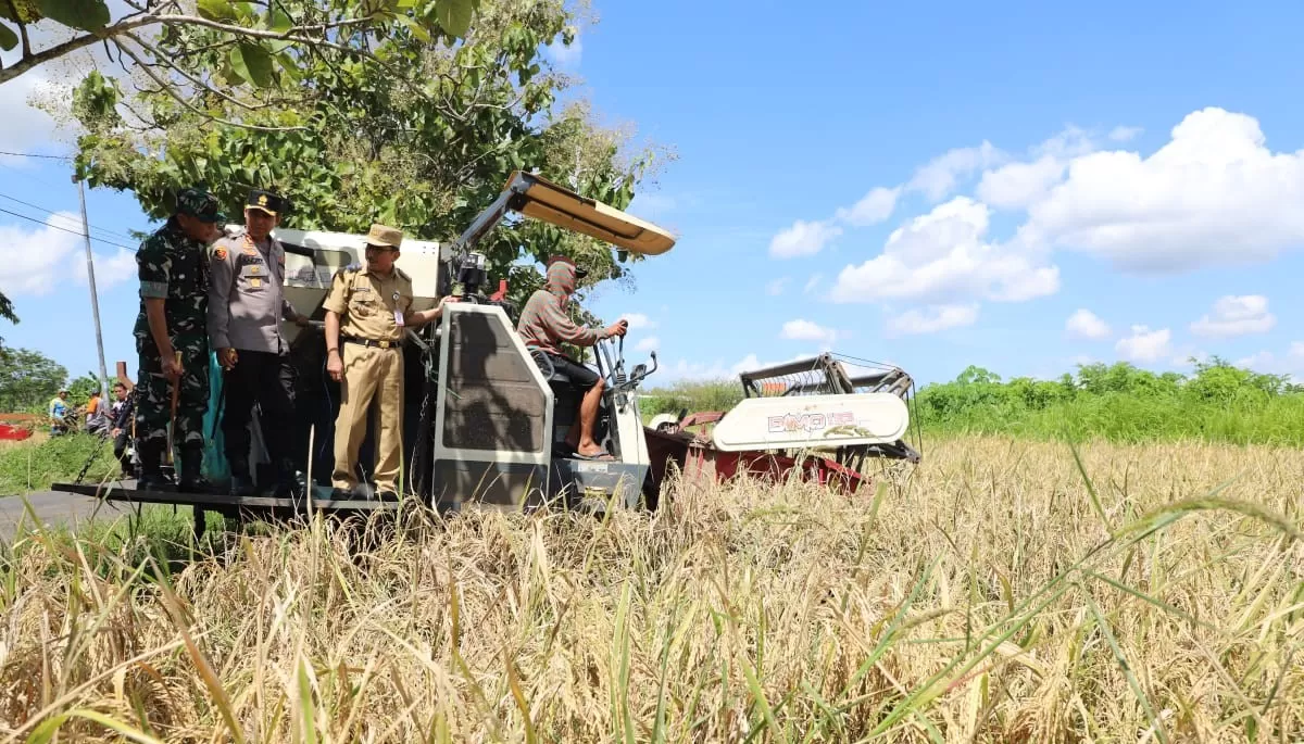   Keterangan:&nbsp; Pj Sekda Kabupaten Purworejo, Drs R Achmad Kurniawan Kadir MPA saat panen raya padi bersama presiden&nbsp; Prabowo Subianto di Kelurahan Borokulon, Kecamatan Banyuurip, Kabupaten Purworejo.&nbsp;